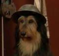 Profilbild Darkwuff, Avatar