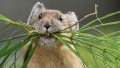 Pikas, Profilbild, Foto, Avatar