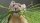 Profilbild Pikas, Avatar, Streaming-Nuzter