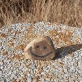 Lebendig_Sein Avatar, Lebendig_Sein Profilbild
